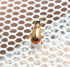 Demetrias monostigma