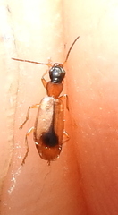 Demetrias monostigma