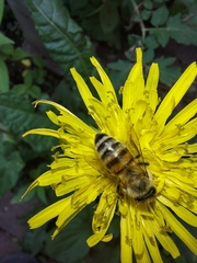 Apis mellifera
