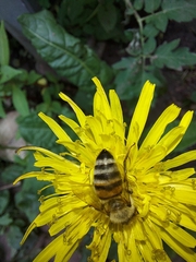 Apis mellifera