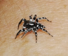 Stenaelurillus guttatus