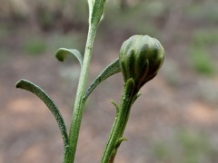 Olearia magniflora