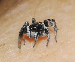 Stenaelurillus guttatus