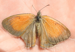 Coenonympha