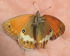 Coenonympha