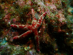 Linckia columbiae