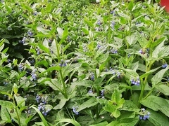 Symphytum caucasicum