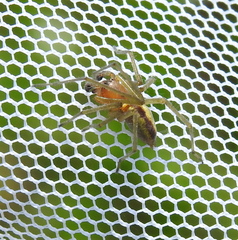 Cheiracanthium erraticum