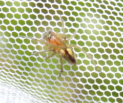 Cheiracanthium erraticum