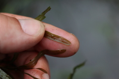 Potamogeton obtusifolius