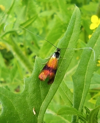 Nemophora fasciella