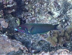 Thalassoma genivittatum