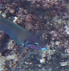 Thalassoma genivittatum