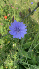 Cichorium intybus