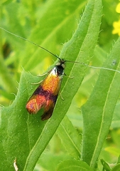 Nemophora fasciella