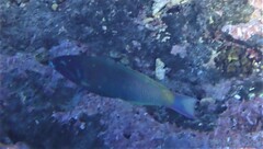 Thalassoma genivittatum