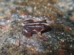 Lankanectes corrugatus