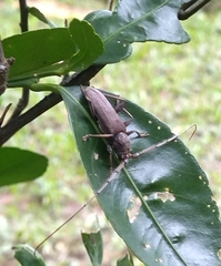 Stromatium longicorne