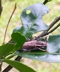 Stromatium longicorne