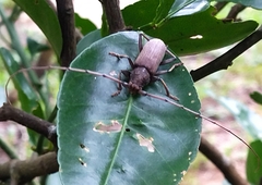 Stromatium longicorne