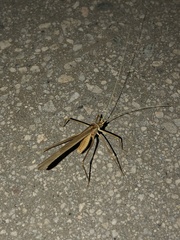 Arethaea brevicauda
