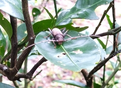 Stromatium longicorne