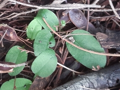 Pterostylis concinna