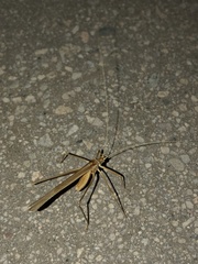 Arethaea brevicauda