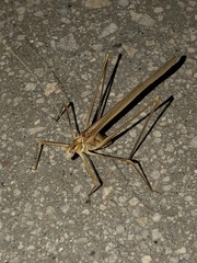 Arethaea brevicauda