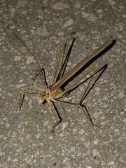 Arethaea brevicauda