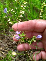 Scutellaria drummondii