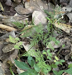 Trepocarpus aethusae