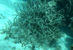 Acropora muricata