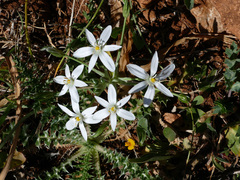 Ornithogalum gussonei