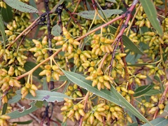 Eucalyptus oleosa