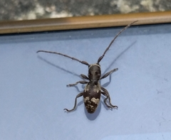 Enaphalodes taeniatus