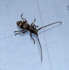 Enaphalodes taeniatus