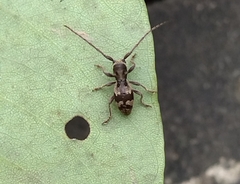 Enaphalodes taeniatus