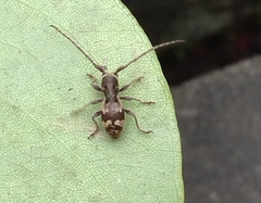 Enaphalodes taeniatus