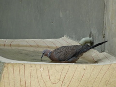 Streptopelia chinensis