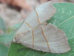 Gonepatica opalina