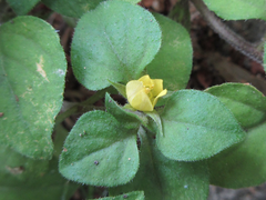 Lysimachia japonica