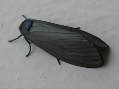 Macrobrochis staudingeri