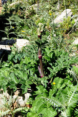 Magydaris pastinacea