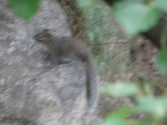 Sciurotamias davidianus