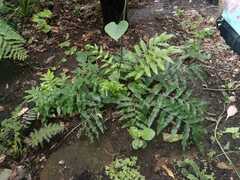 Dryopteris sieboldii