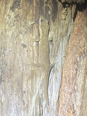 Pseudothecadactylus australis