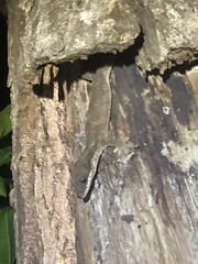 Pseudothecadactylus australis