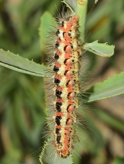 Acronicta serratae
