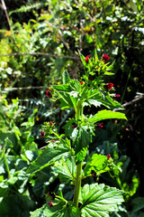 Scrophularia peregrina
